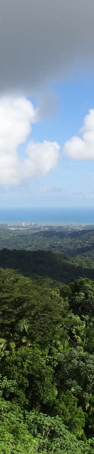 Erwandere den tropischen Regenwald El Yunque